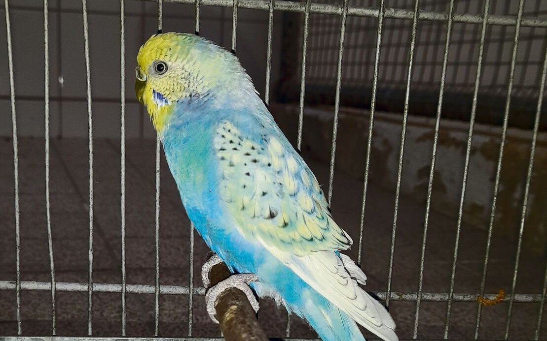 Dieser Wellensittich und eine Griechische Landschildkröte wurden am 31. März im Tierpark Lange Erlen gefunden. Der Betriebsleiter vermutet einen Zusammenhang.