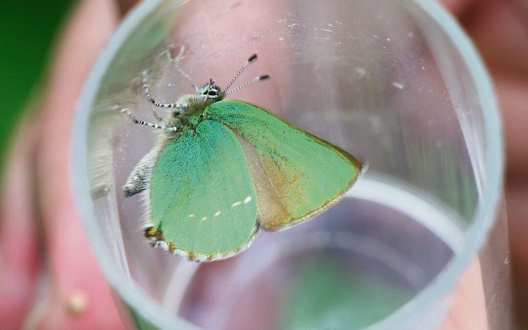 Die Verwandten des Zipfelfalters leben in den Tropen.