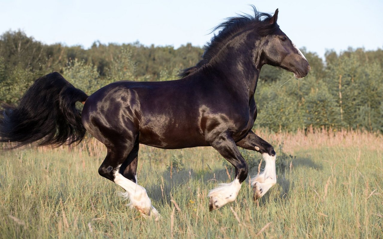 Trotz ihres wuchtigen Körpergewichts sind sie leichtfüssig und haben ausgeprägte Gänge. 