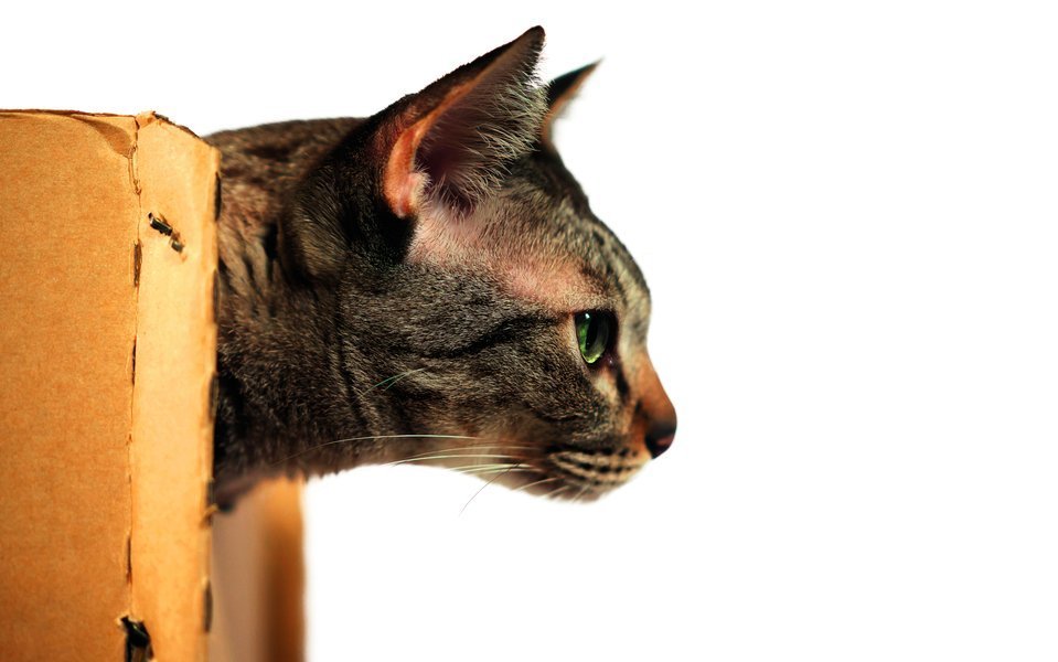 Kartons sind bekanntermassen Katzenmagnete.