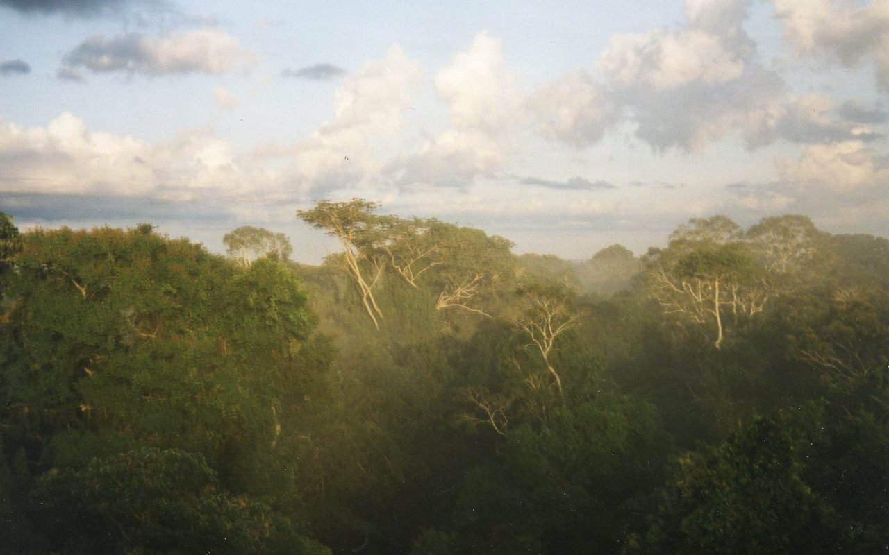 Die Luftfeuchtigkeit und Temperatur in der Kronenschicht des Regenwaldes verändert sich im Tages- und Nachtverlauf.