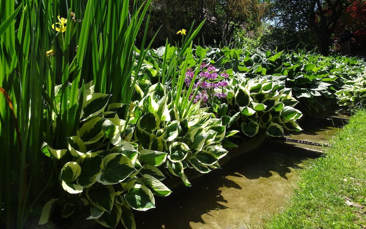 Dekorative Blätter der Hosta-Sorten. 