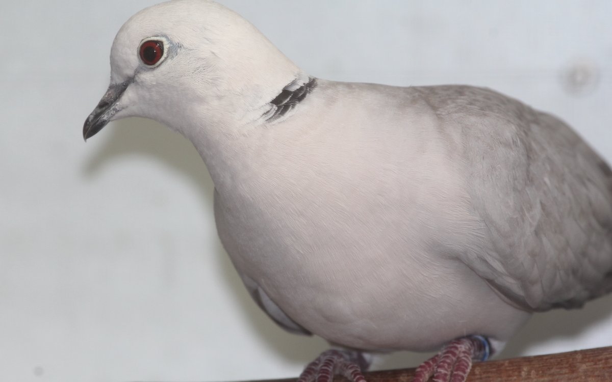 Lachtauben sind zwar domestiziert, jedoch von ihrer Postur her noch immer der Wildform sehr ähnlich. 