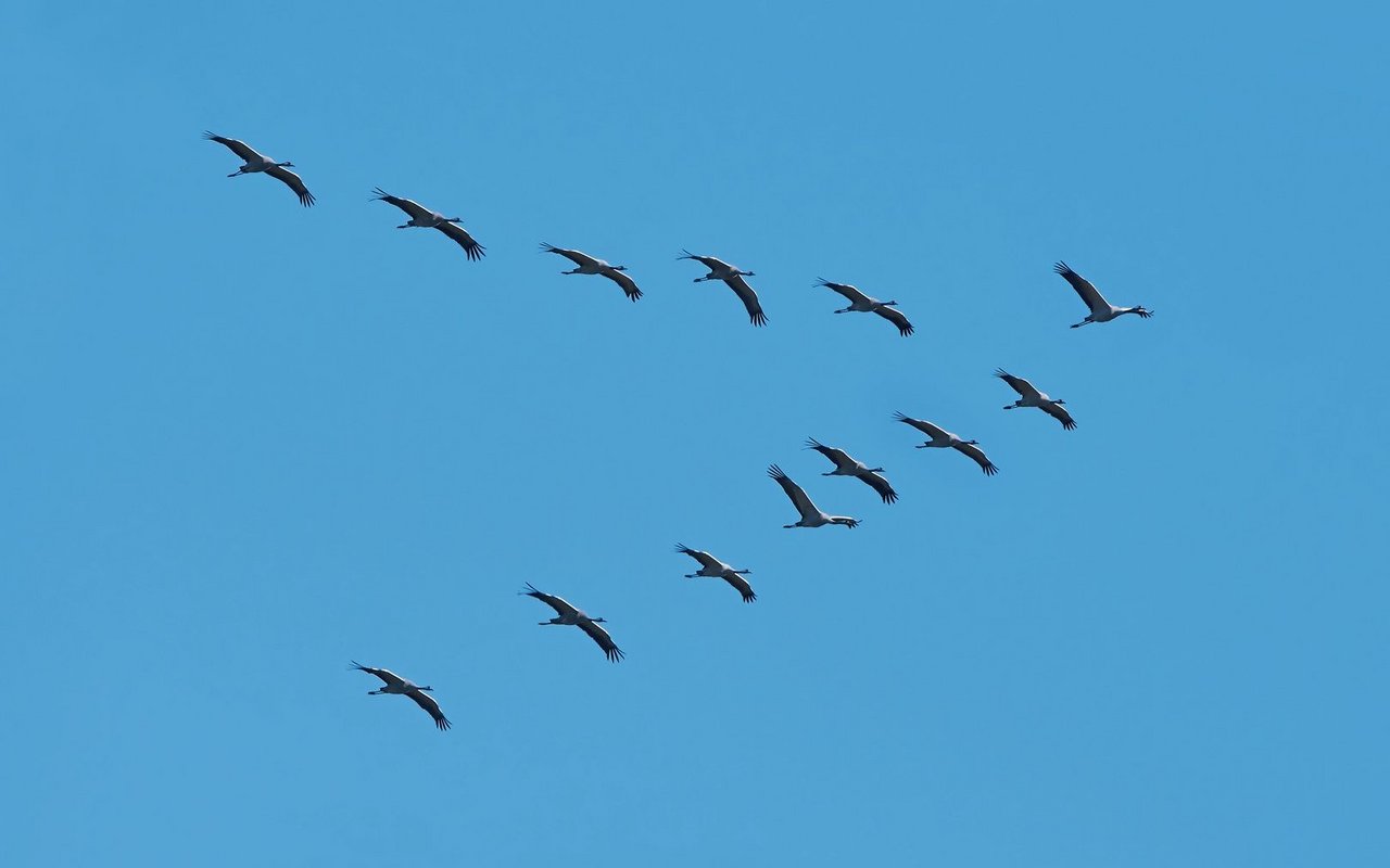 Vor einigen Jahren galten Kranich-Sichtungen in der Schweiz noch als selten.