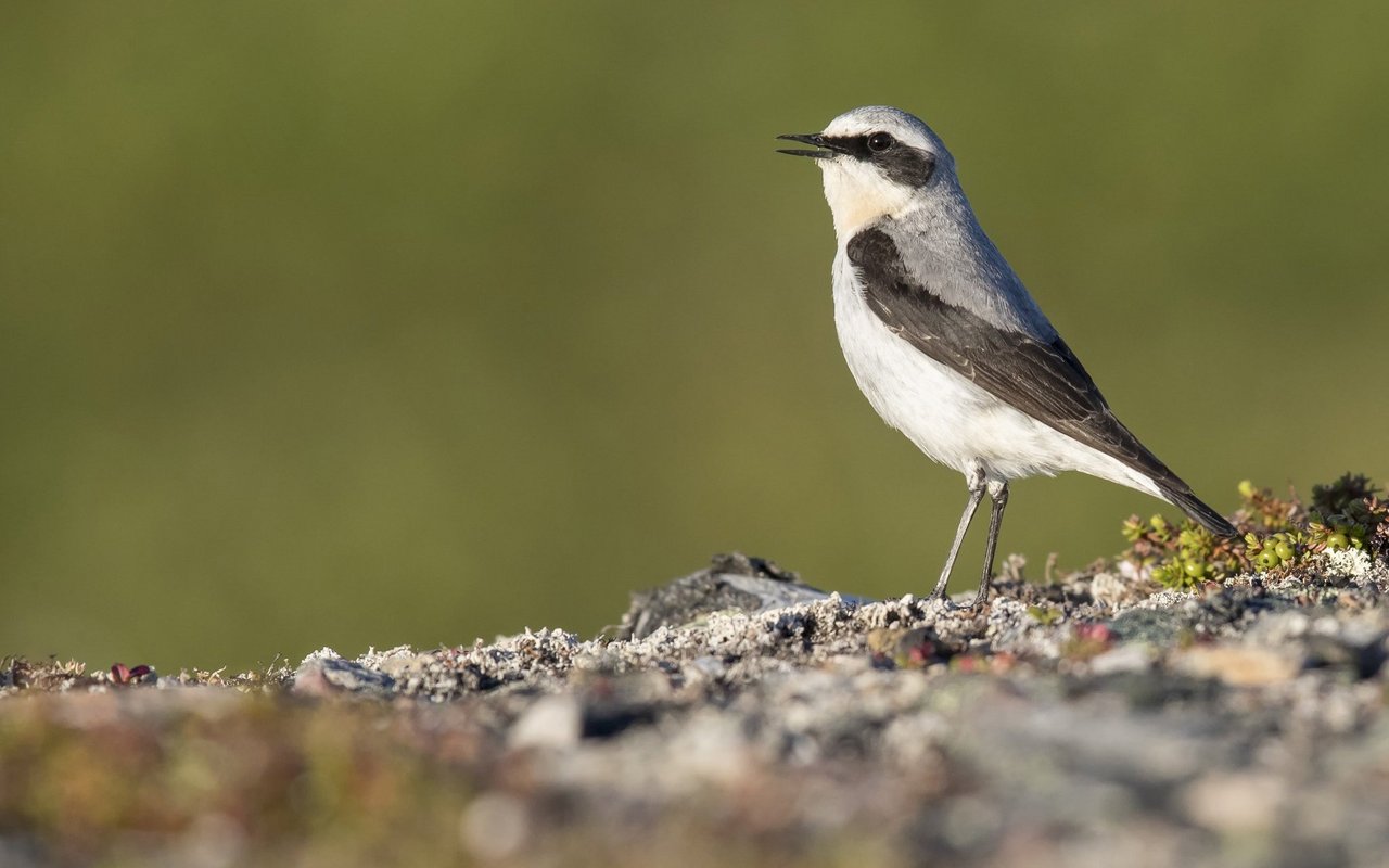In der Schweiz trifft man den Bergvogel während der Brutzeit auf Alpweiden.