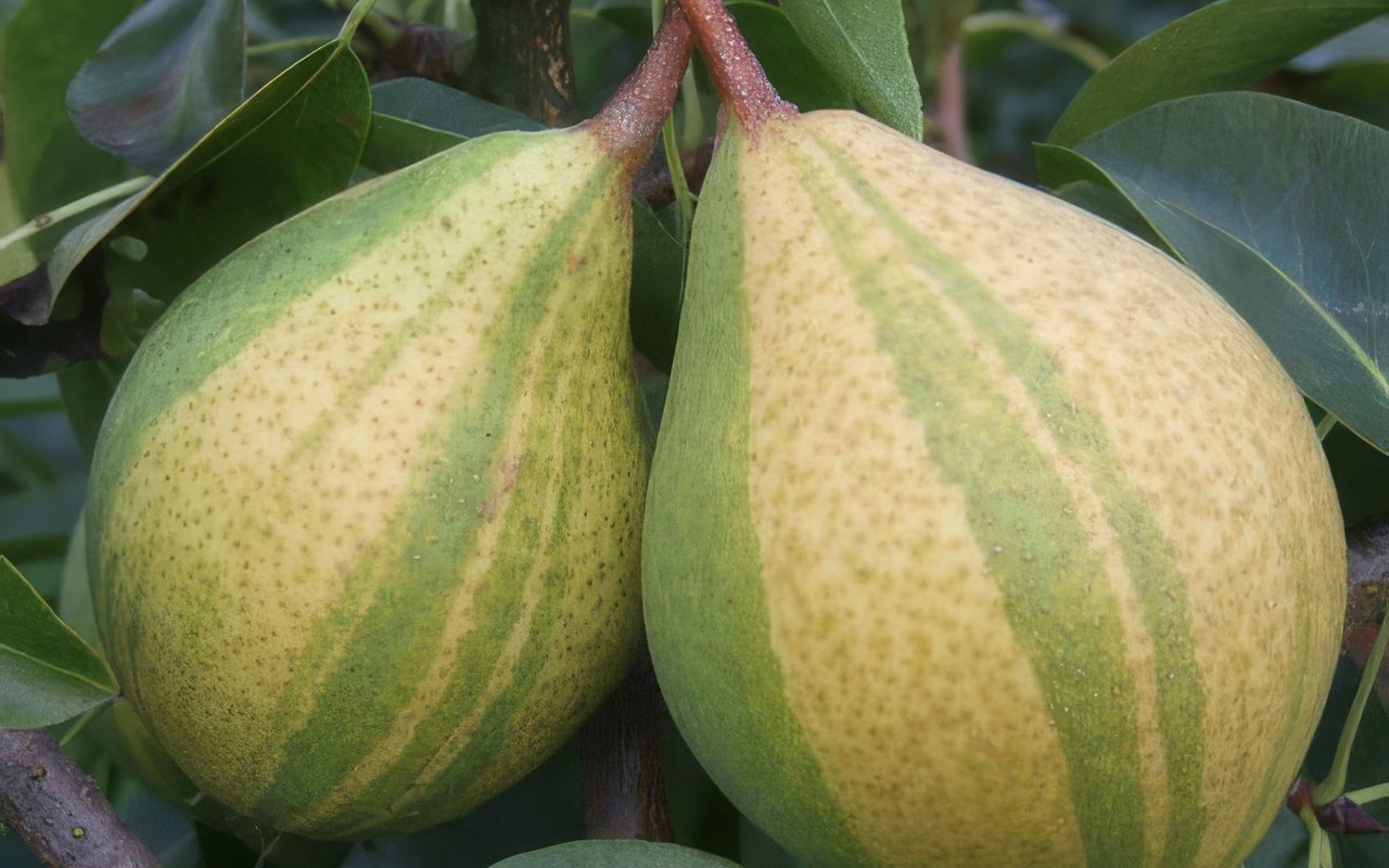 Die Schweizerhose, eine aus einer Laune der Natur entstandene gestreifte Birne, bringt Farbe in den Winter und begeistert als haltbare Delikatesse der kalten Monate.