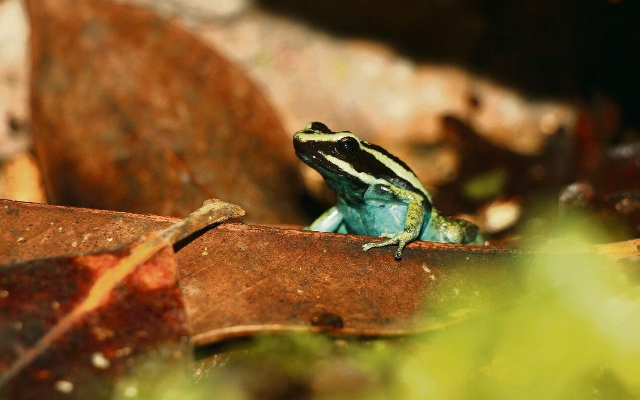 Das Männchen von Ameerega bassleri bewacht das Gelege und transportiert die Larven. 