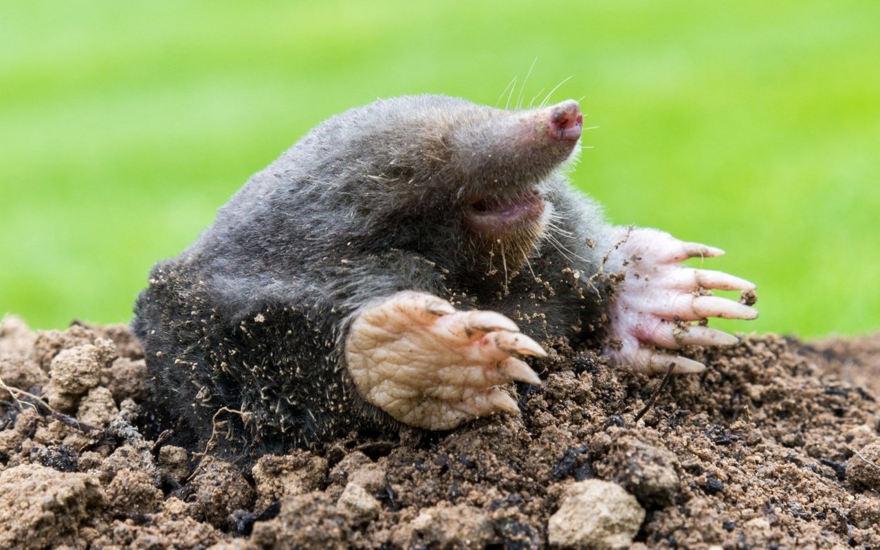 Maulwürfe sind in der Schweiz flächedeckend verbreitet.  