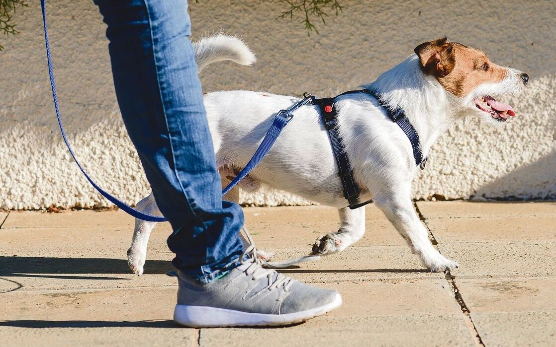 Lockeres An-der-Leine-Laufen sollte immer das Ziel sein, ob mit Halsband oder Geschirr.