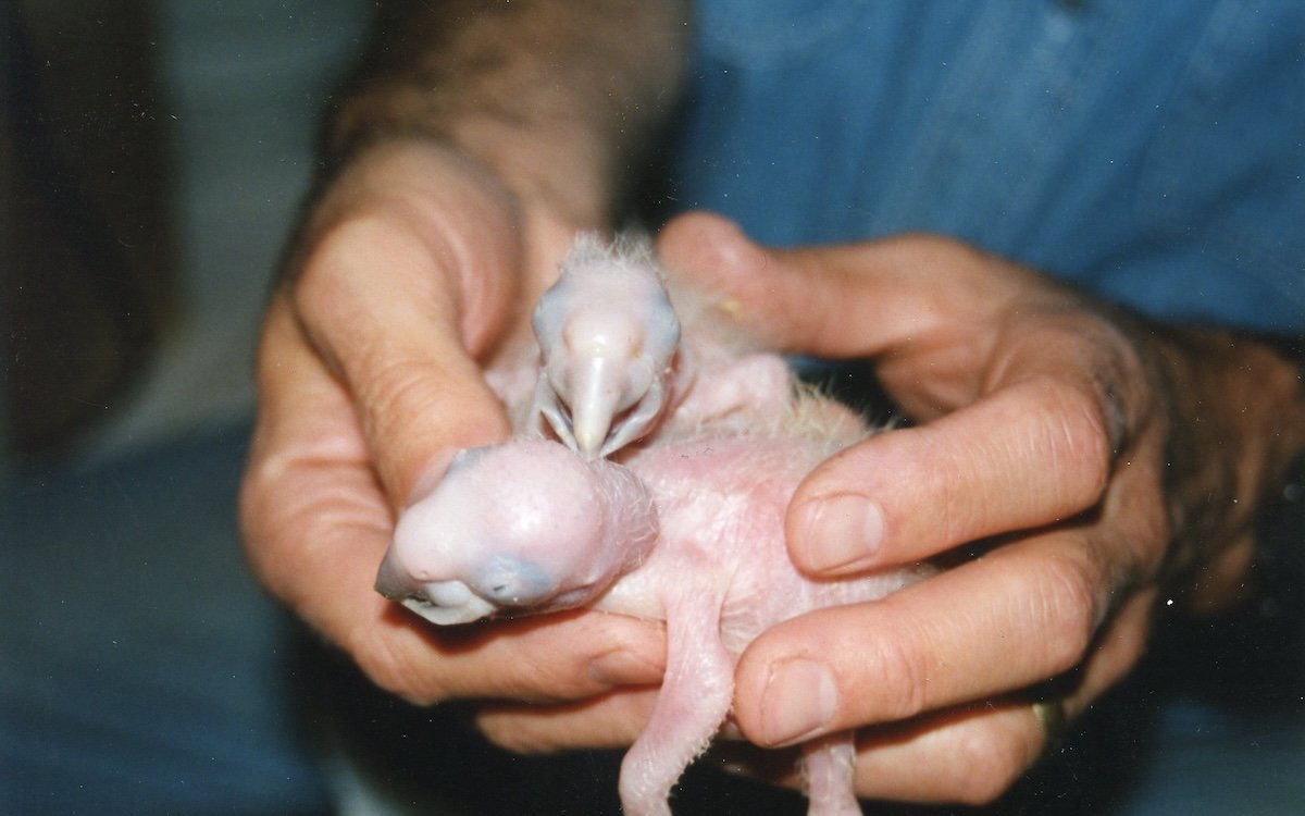 Zwei junge, wenige Tage alte Grosse Soldatenaras. 