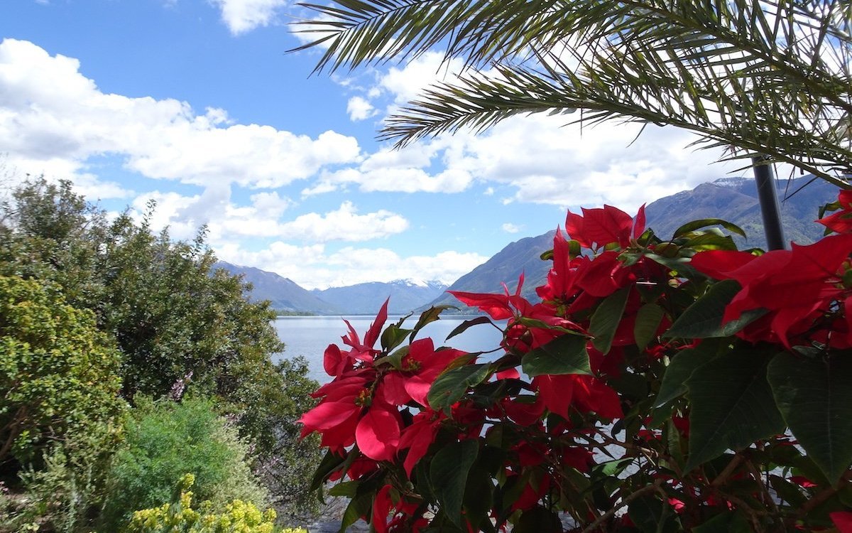 Der Weihnachtsstern bildet einen richtigen Strauch und zeigt die roten Hochblätter auch noch im Frühling. 