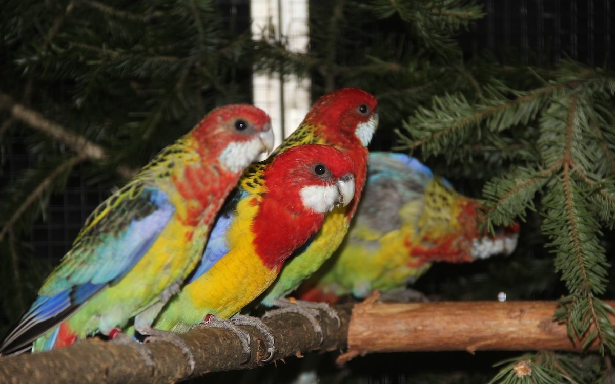 Eine Familie von Rosellasittichen. 