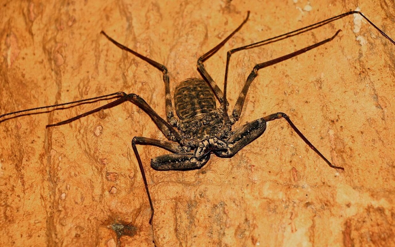 Geisselspinnen bewohnen eine Höhle im begehbaren Insektenwald des Zoos Zürich. 