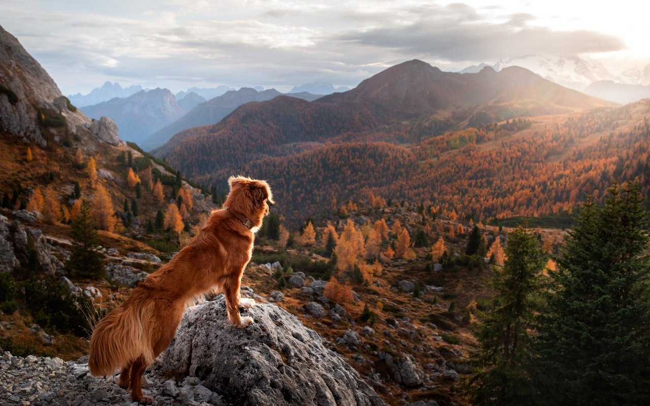 Wer künftig mit seinem Hund im Südtirol Ferien geniessen will, muss mehr bezahlen.
