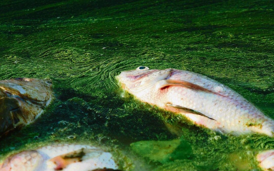 Mikroplastik in Gewässern begünstigt Algenblüten und Fischsterben.