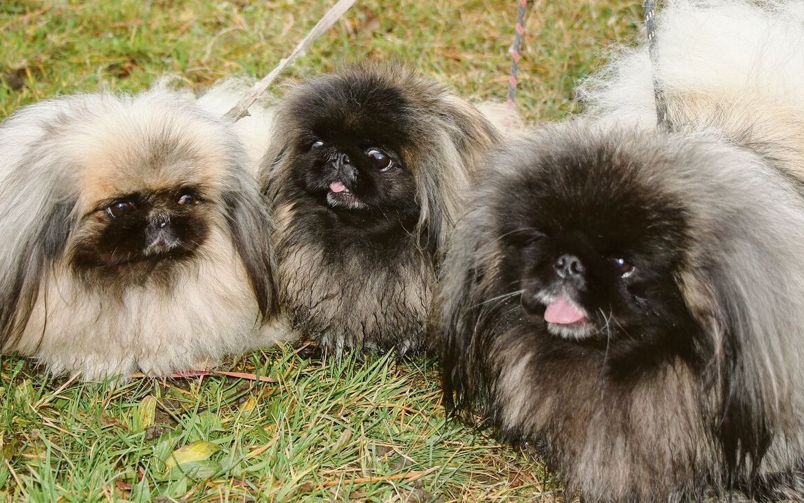 Die drei Pekinesen von Inses Riesen auf dem Spaziergang.