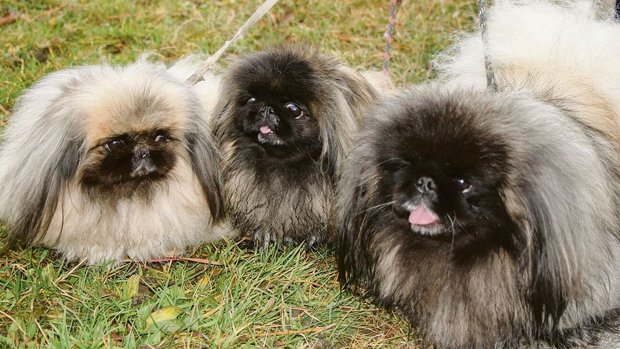 die Spaziergänge im Freien.