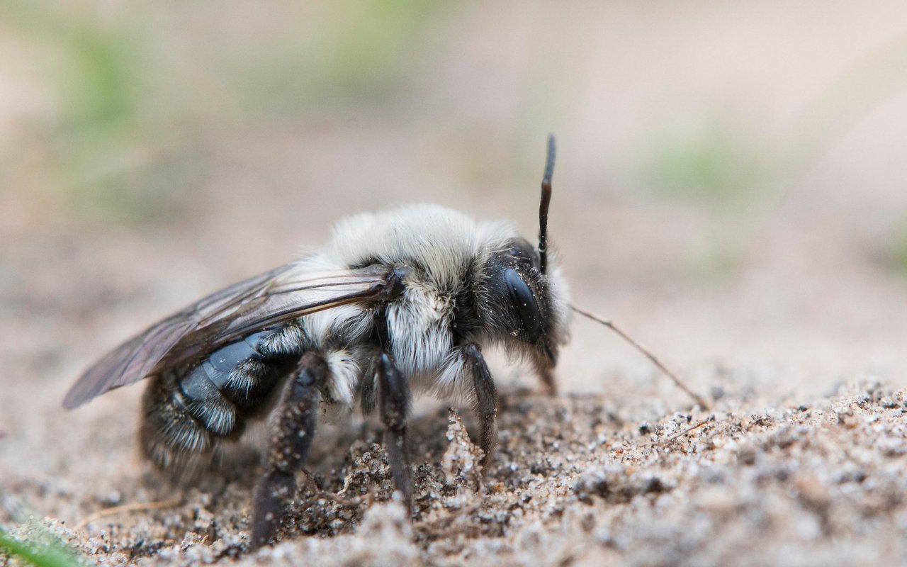 Die Aschgraue Sandbiene steht stellvertretend für alle bodennistenden Wildbienen – eine sehr grosse und bedrohte Gruppe der Bienen. 