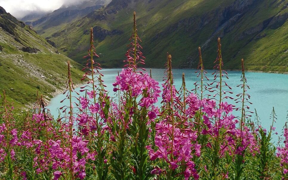 Das Wald-Weidenröschen ist eine einheimische Art und bildet einen herrlichen Gartenschmuck. 