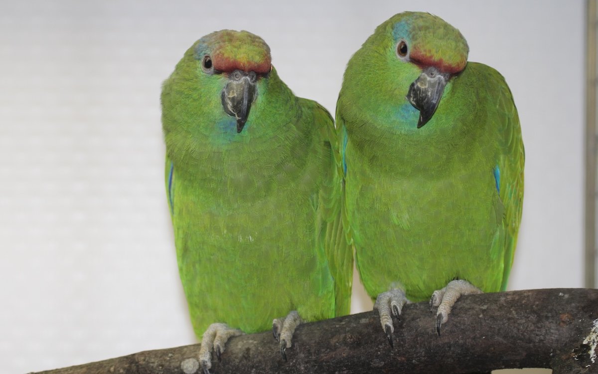 Wer Blaubartamazonen züchten will, braucht viel Geduld. 