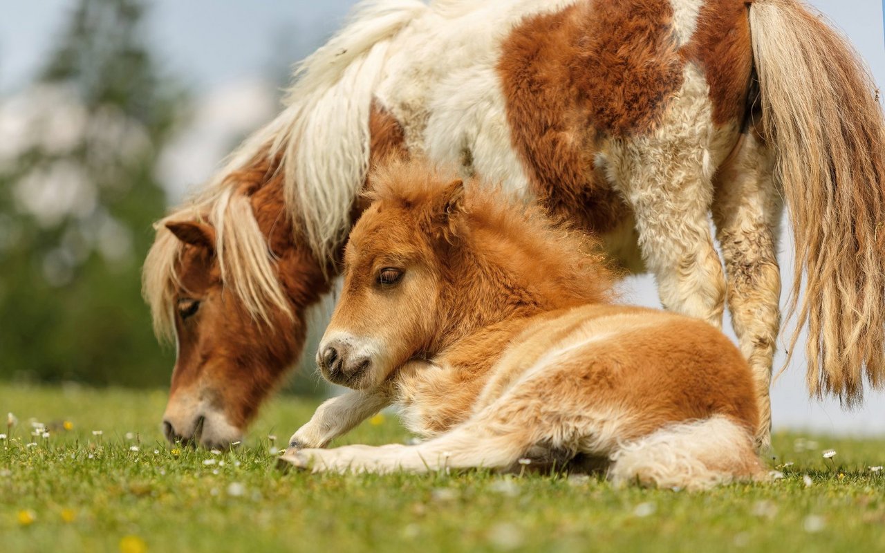 Shetlandponys gibt es in verschiedenen Grössen. Das maximale Stockmass ist 107 Zentimeter. 