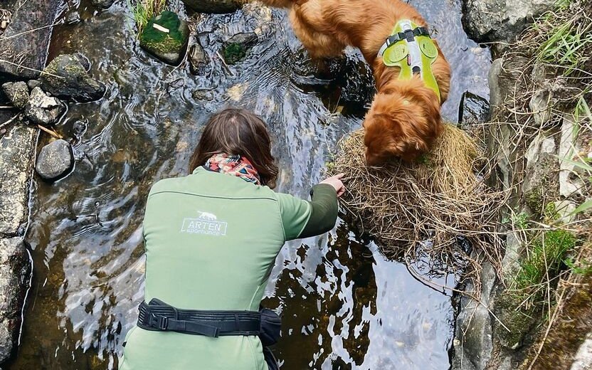 Denise Karp sucht mit Artenspürhund Kjell einen Bachabschnitt nach Hinweisen auf den Fischotter ab.