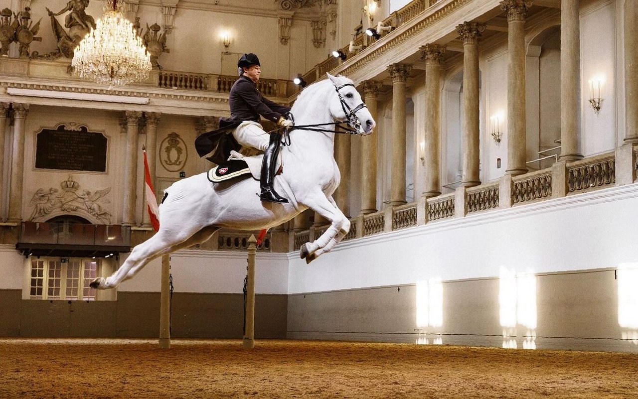 Die Capriole gehört zu den anspruchvollsten Lektionen der Dressur.
