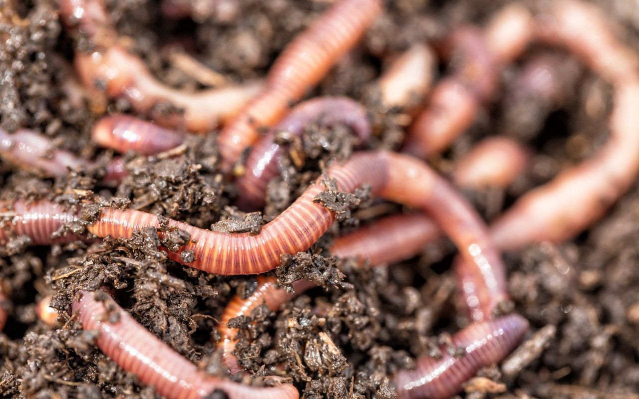 Regenwürmer sorgen für ein gesundes Bodenklima.