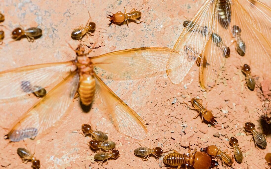 Jedes Jahr fliegen Tausende geflügelte Termiten aus.