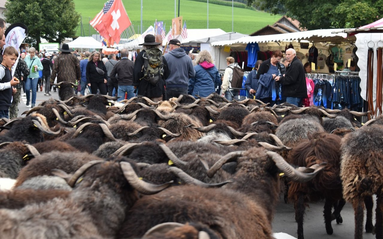 Noch nie hat die Schafscheid ohne Schafe stattgefunden. Das könnte sich bald ändern.