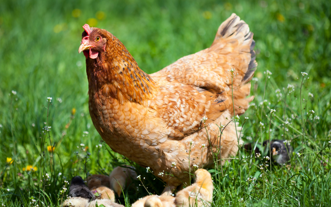 Hühner suchen sich ihre Nester gezielt aus. Eier legen sie am  liebsten abseits der Gruppe an einem geschützten Ort. 