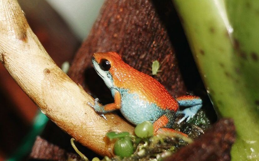 Pfeilgiftfrösche wie dieser Oophaga pumilio «Escudo» laichen in Bromelientrichtern. 