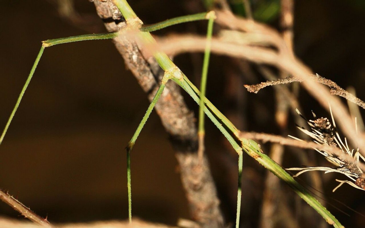 Tropische Stabschrecken können im Besucherraum ohne trennendes Glas beobachtet werden.  
