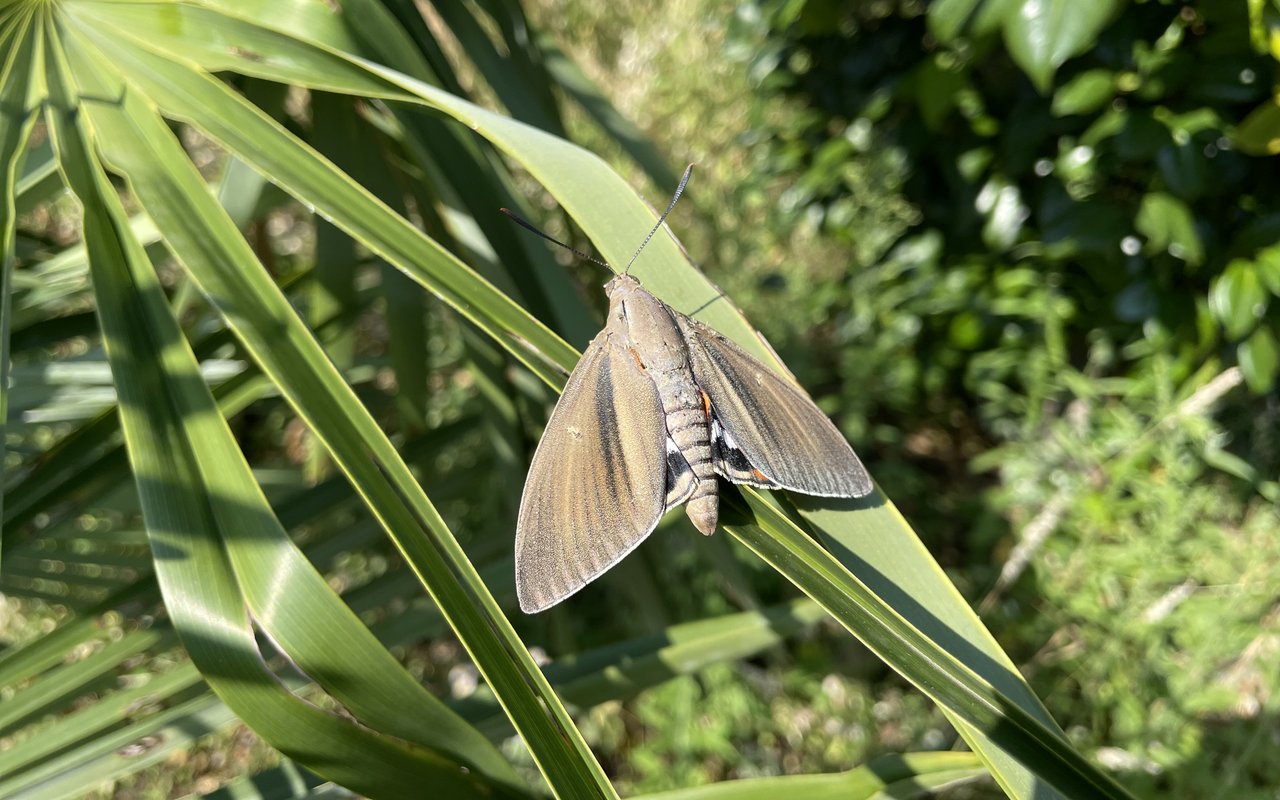 Erwachsene Palmenmotte, am 11 August 2023 in Brissago fotografiert.