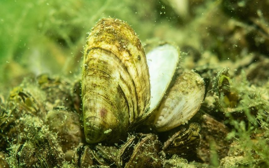 Die Quagga-Muschel überlebt als bisher einzige Muschel in der Schweiz auch in Tiefen von über 200 Metern.