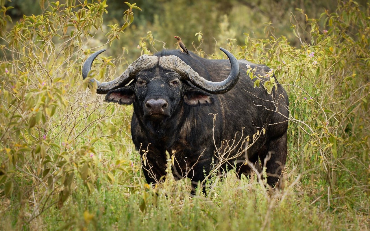 Afrikanischer Kafferbüffel.