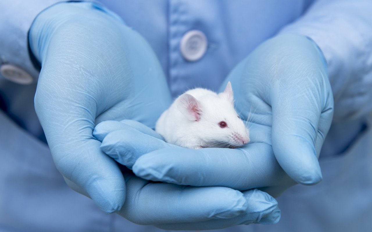 In der Schweiz werden jährlich rund 600000 Versuchstiere eingesetzt – ein Grossteil davon Mäuse. Neue Methoden sollen ihre Zahl Schritt für Schritt reduzieren.
