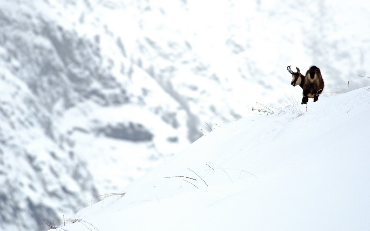 Wildtiere haben in Wildruhezonen einen Rückzugsort, zum nisten oder zur Nahrungssuche. 
