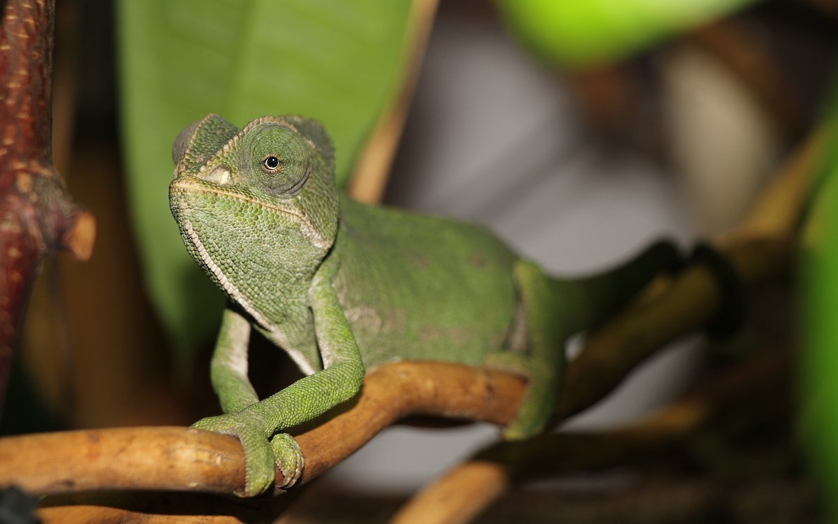 Senegal-Chamäleon, unterwegs in Zeitlupe. 