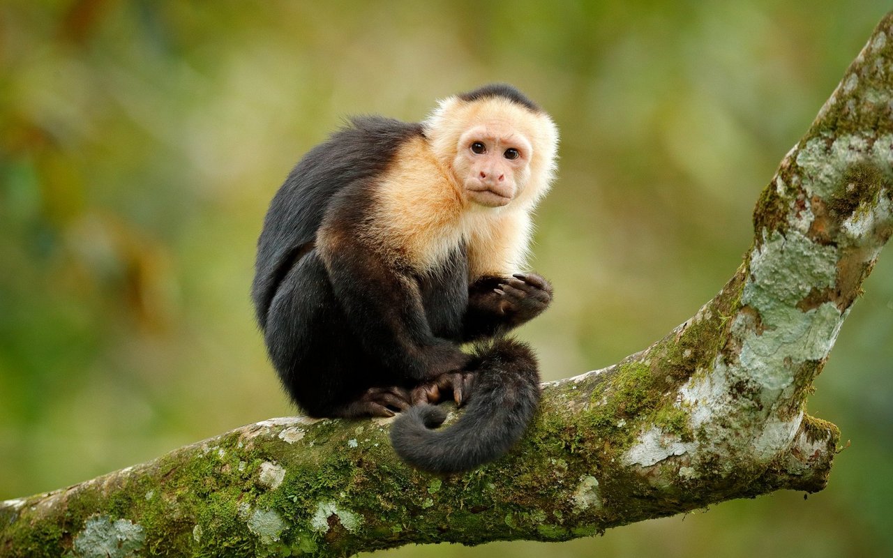 Eine artgerechte Haltung von Affen ist möglich.