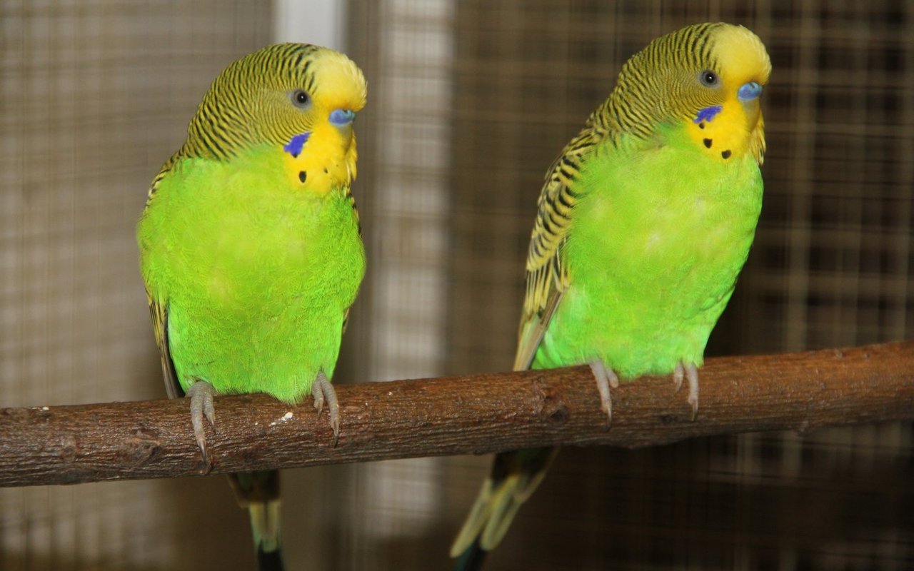 Der Wellensittich ist der Ziervogel schlechthin. 