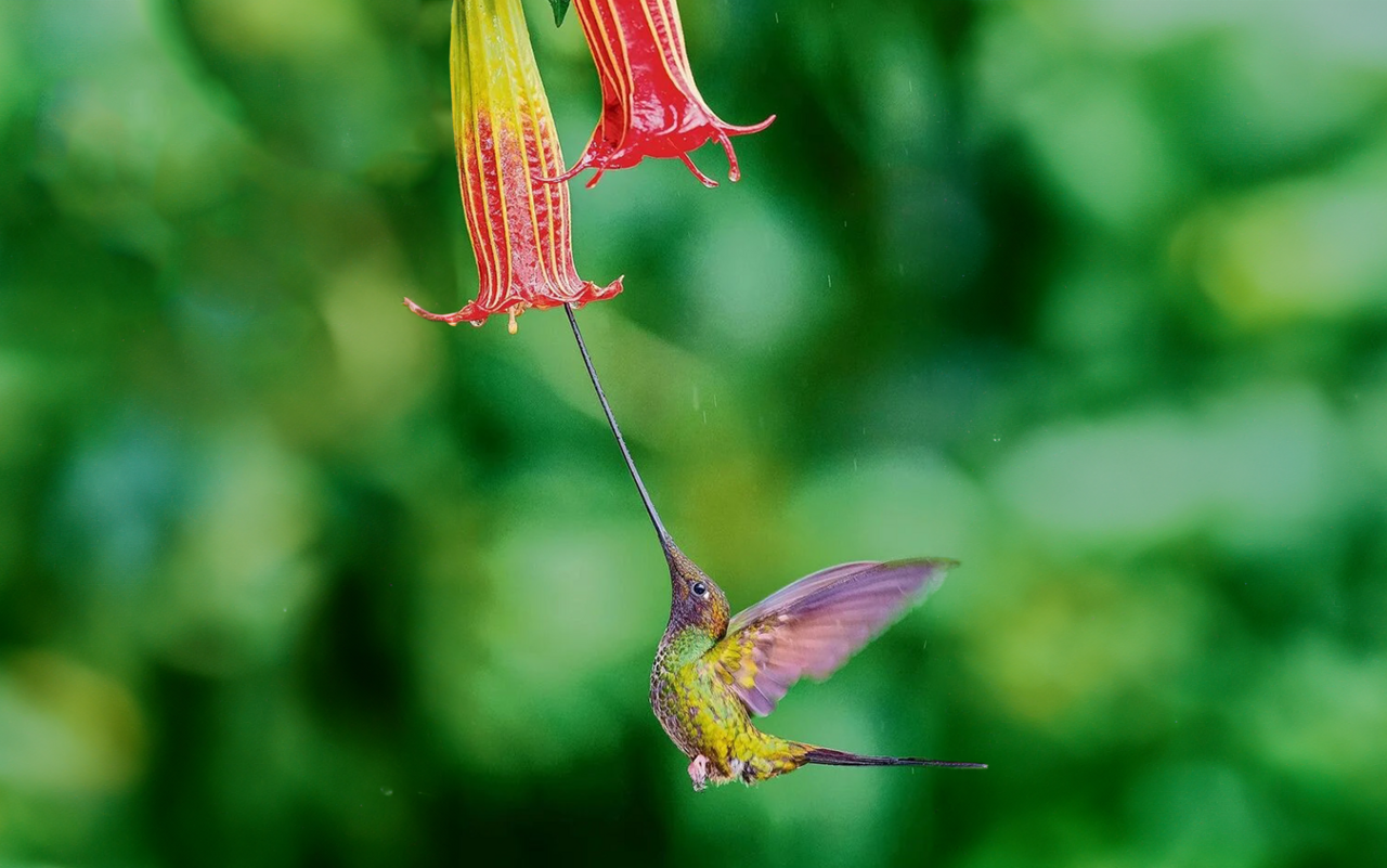 Schwertschnabelkolibris bestäuben gerne die Blüte der Engelstrompeten. 