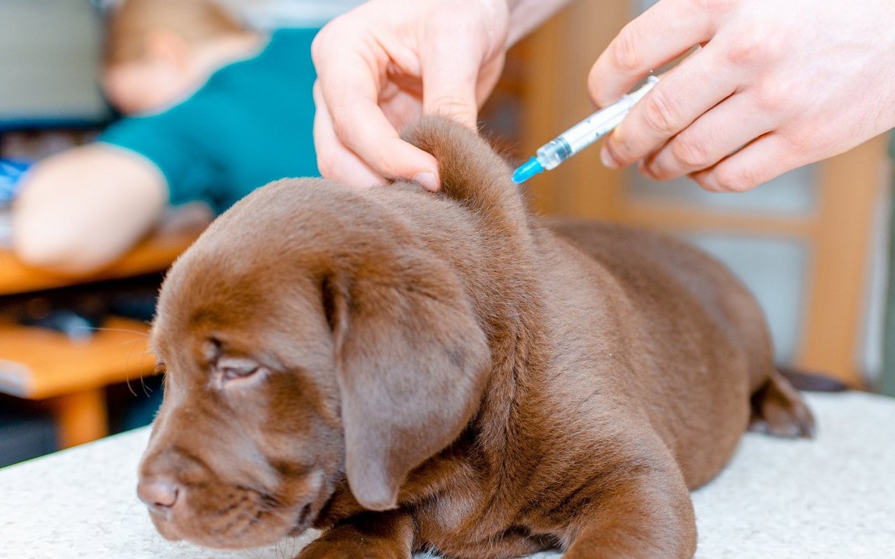 Hier erfahren Sie, welche Impfungen für alle Hunde empfohlen sind und was es zur Grundimmunisierung und Auffrischung zu wissen gilt.