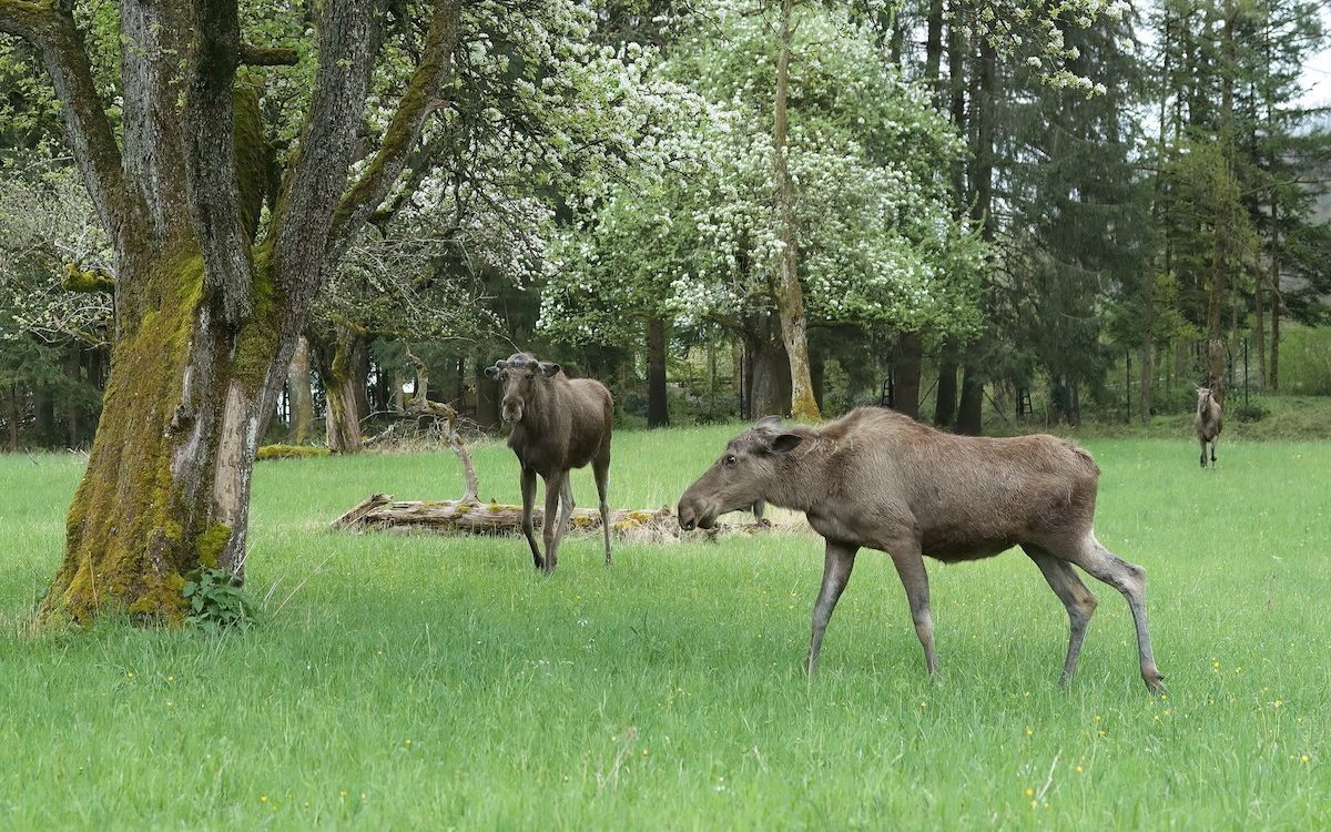 Wie im skandinavischen Wald: Elche treffen in einer Waldanlage des Tierparks Langenberg aufeinander. 
