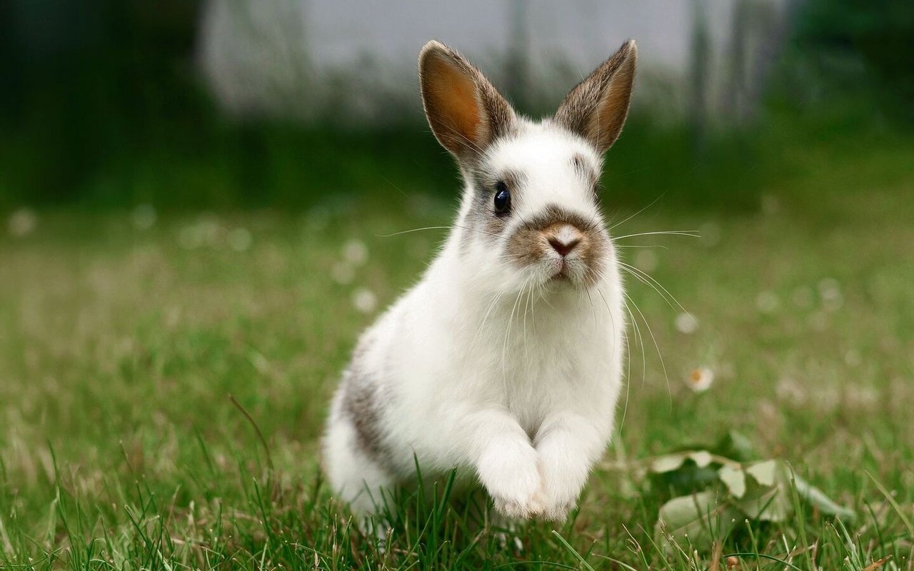 Kaninchen mögen grosszügige Bewegungsmöglichkeiten im Garten. 