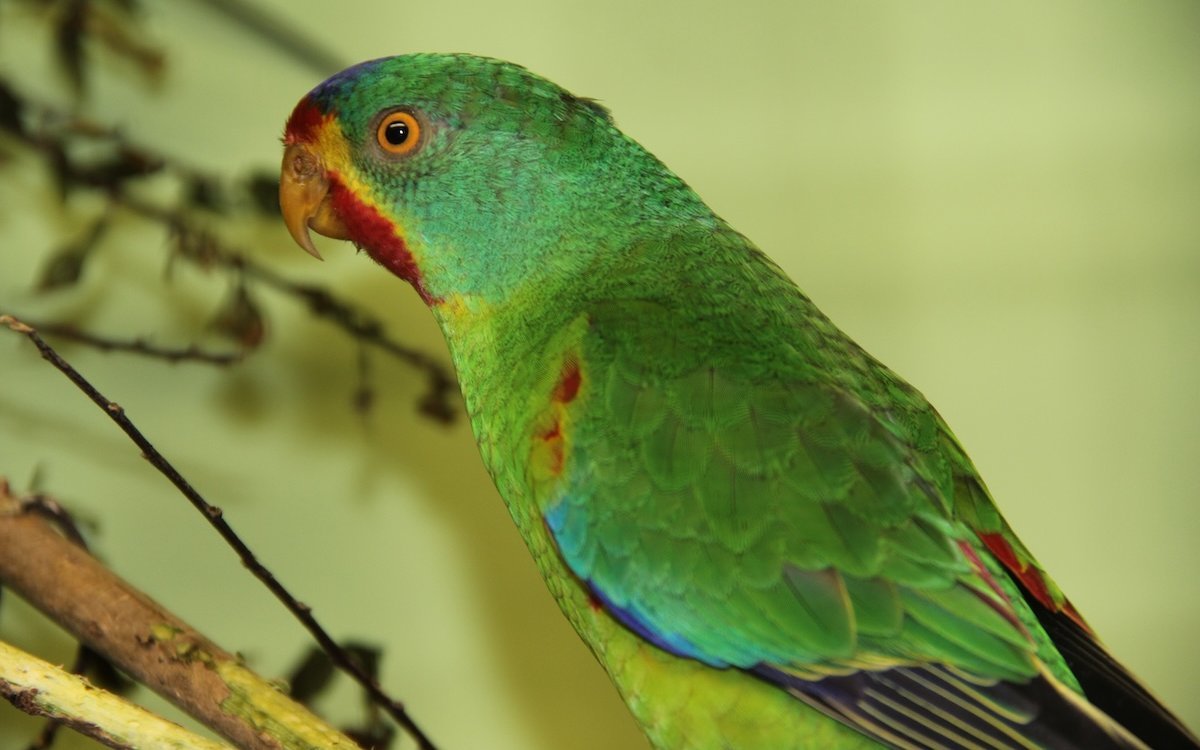 Schwalbensittiche ernähren sich wie Loris von Nektar, Blütenpollen und Früchten. 