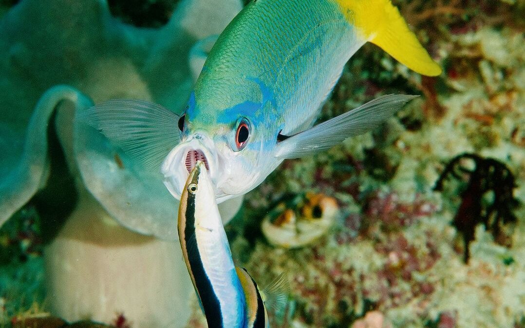 Der Putzerlippfisch putzt andere Fische.