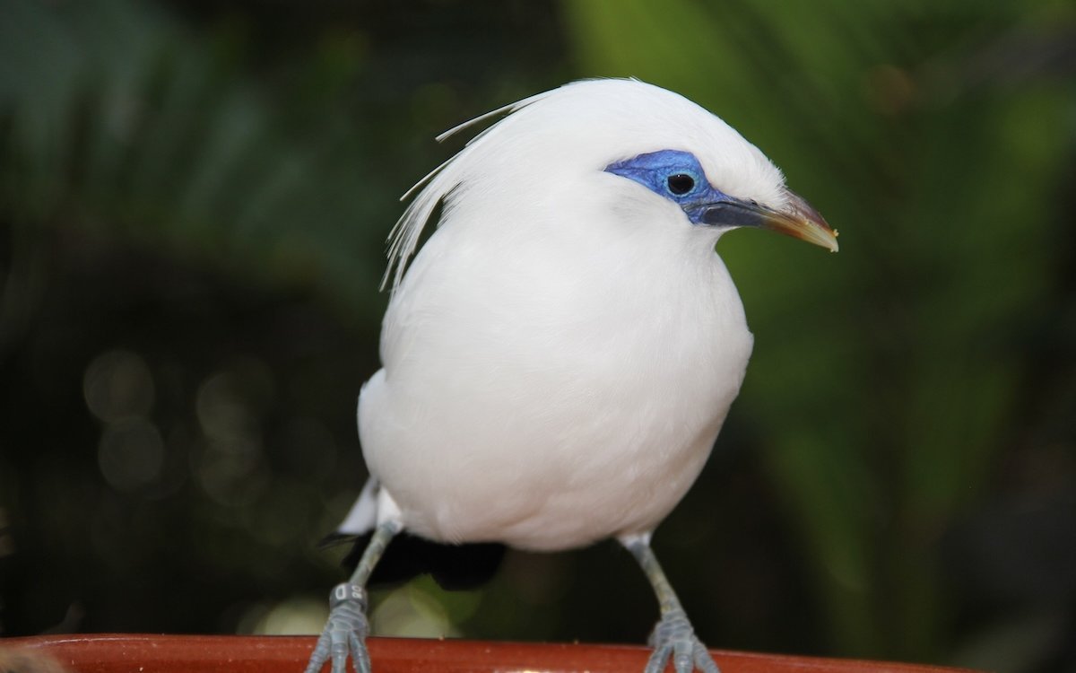 Der Balistar wurde in seiner Heimat wieder ausgewildert, dies dank Zuchtprogrammen. 