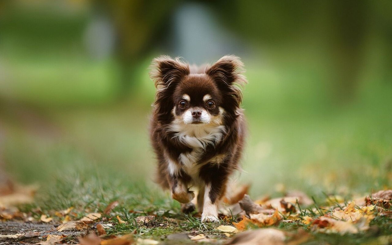 Chihuahueño (Chihuahua)