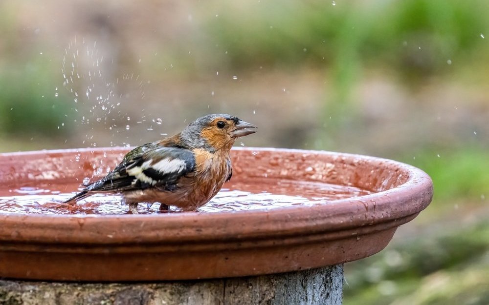 Besonders bei grosser Hitze ist es wichtig, Vögel und Insekten mit Wasser zu versorgen.